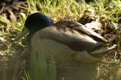 Male Mallard Duck Resting