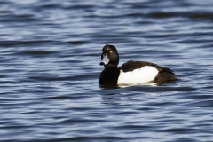 Male Tufted Duck Side View on Lake