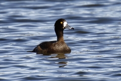 Female Tufted Duck Side View on Lake