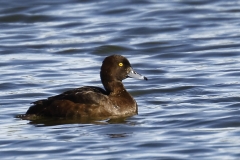 Female Tufted Duck Side View on Lake