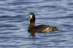 Female Tufted Duck Side View on Lake