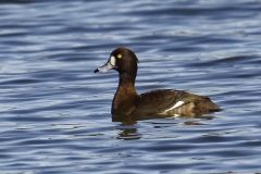 Female Tufted Duck Side View on Lake