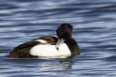 Male Tufted Duck Side View on Lake