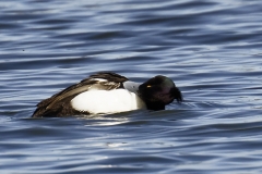 Male Tufted Duck Side View on Lake