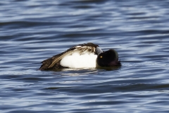 Male Tufted Duck Side View on Lake