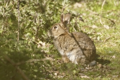 Hare Side View on Grass