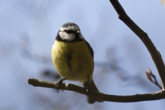 Blue Tit Front View on Branch