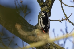 Great Spotted Woodpecker Back View on Tree