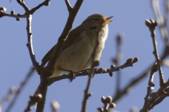 ChiffChaff Side View on Branch