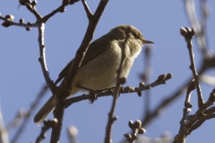 ChiffChaff Side View on Branch