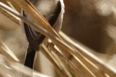 Long-tailed Tit Back View on Reed