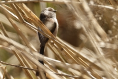 Long-tailed Tit Back View on Reed