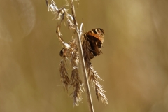 Peacock Butterfly on Reed