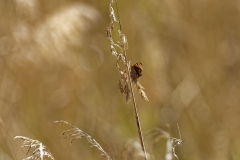 Peacock Butterfly on Reed