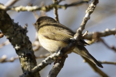 Willow Warbler Side View on Branch