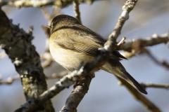 Willow Warbler Side View on Branch