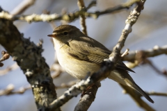 Willow Warbler Side View on Branch