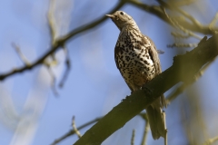 Mistle Thrush Front View on Branch