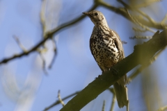 Mistle Thrush Front View on Branch