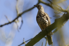 Mistle Thrush Front View on Branch