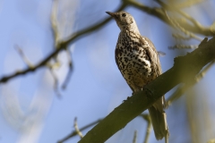 Mistle Thrush Front View on Branch