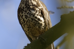 Mistle Thrush Front View on Branch