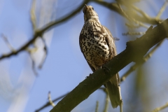 Mistle Thrush Front View on Branch