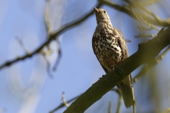 Mistle Thrush Front View on Branch