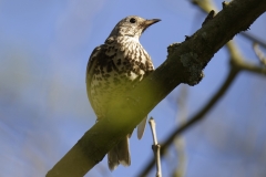 Mistle Thrush Front View on Branch