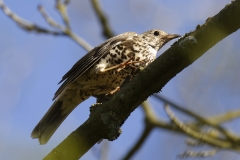 Mistle Thrush Side View on Branch