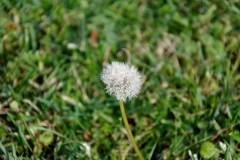 Dandilion