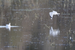 Gulls on a waterway