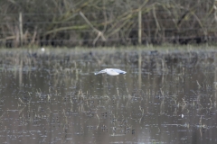 Gulls on a waterway