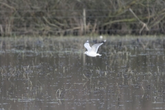 Gulls on a waterway