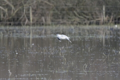 Gulls on a waterway