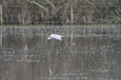 Gulls on a waterway