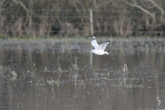 Gulls on a waterway