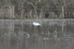 Gulls on a waterway