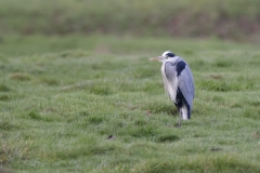 Heron