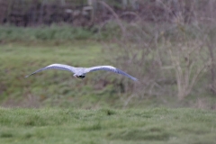 Heron in Flight