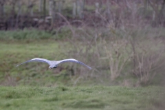 Heron in Flight