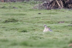 White-Fronted Goose