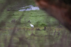 Little Egret