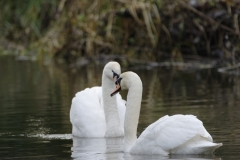 Swans