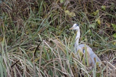 Heron