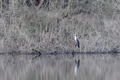 Heron