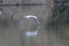 Heron in Flight