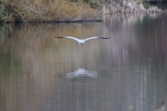 Heron in Flight