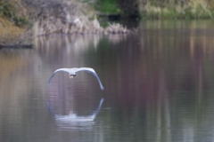 Heron in Flight