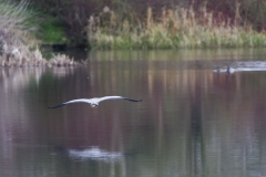 Heron in Flight